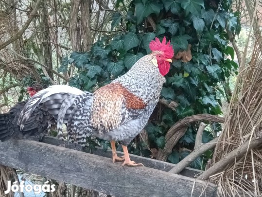 Sussex és creme legbar kakasok eladók