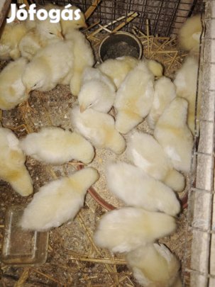 Sussex és vegyes állományból csibék, előnevelt kacsák, libák eladók