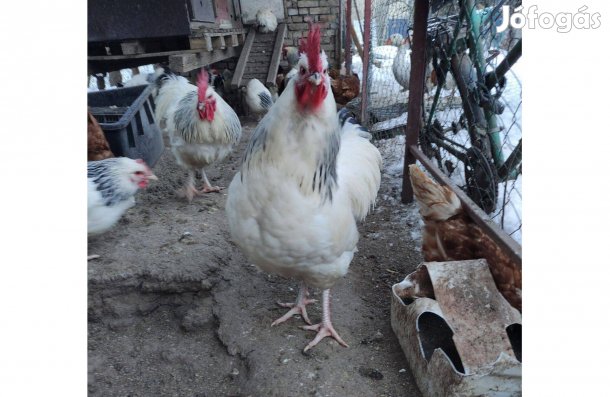 Sussex kakas 10 hónapos