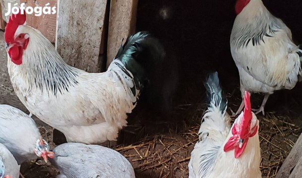 Sussex kakas (világos columbian )