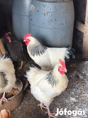 Sussex kakas eladó