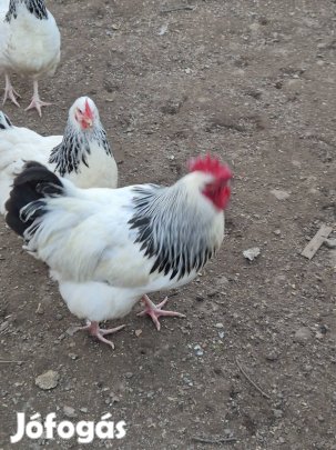 Sussex kakas eladó!