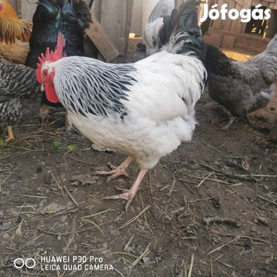 Sussex kakasok Vas megye