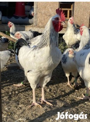 Sussex kakasok eladók