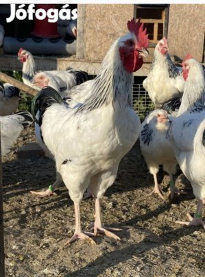 Sussex kakasok eladók