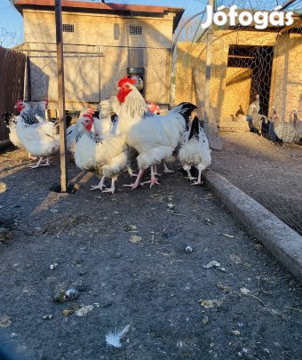 Sussex keltethető tojások