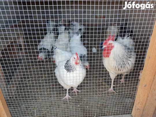 Sussex keltetni való tojás eladó