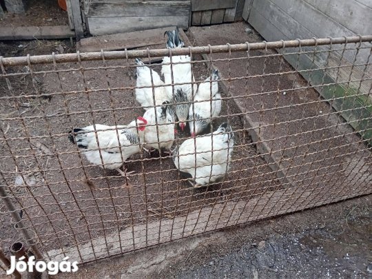 Sussex keltetni való tojás eladó