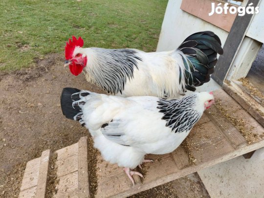 Sussex keltetni való tojás eladó!