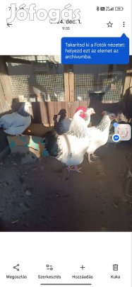 Sussex keltetni való tojások 