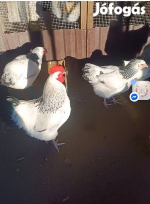 Sussex keltetni való tojások eladóak 