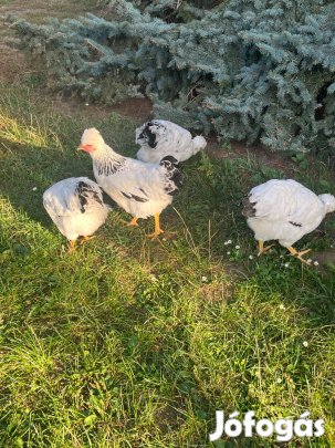 Sussex keltető tojás