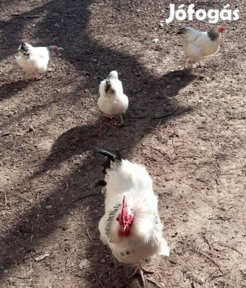 Sussex keltető tojás 