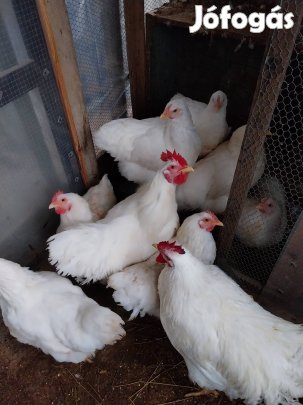 Sussex kendermagos plymoth rock tyúk tojás