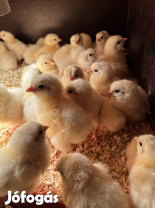 Sussex kiscsibék eladók