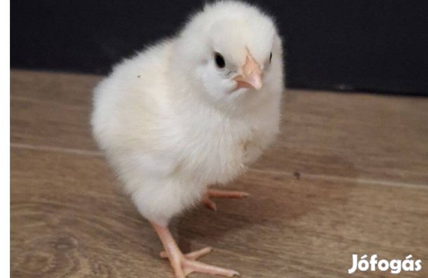 Sussex napos csibék