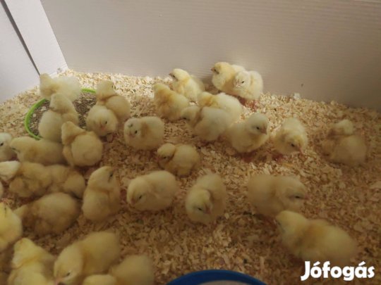 Sussex naposcsibe eladó