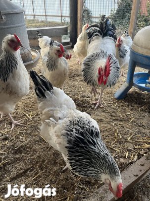 Sussex tenyész tojás eladó