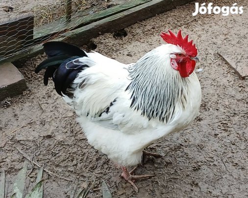 Sussex tenyészkakas és tenyésztojás