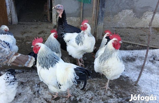 Sussex tenyészkakas nyolc hónaposkapható