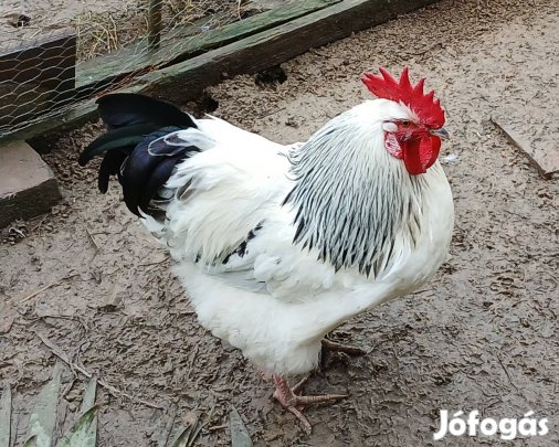 Sussex tenyészkakas tavaly májusi és tojás kapható