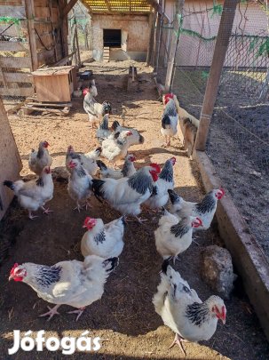 Sussex tenyésztojás