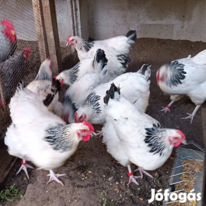 Sussex tenyésztojás eladó