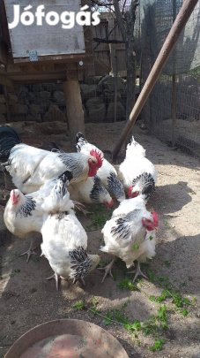 Sussex tenyésztojás előjegyezhető,vihető