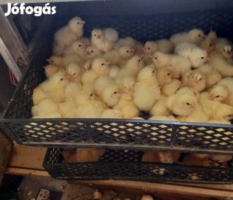 Sussex tenyésztojás kapható