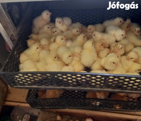 Sussex tenyésztojás kapható