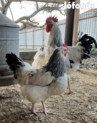 Sussex tenyésztojás keltetésre eladó