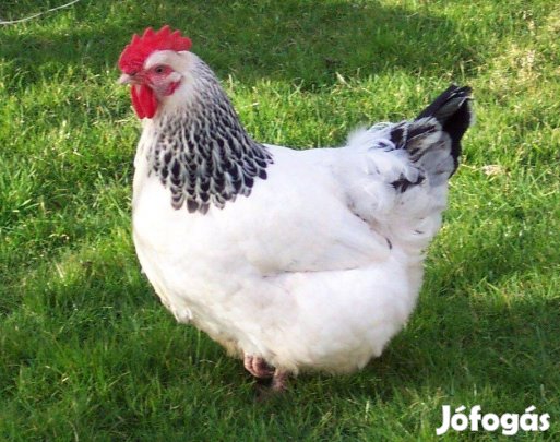 Sussex tojás eladó