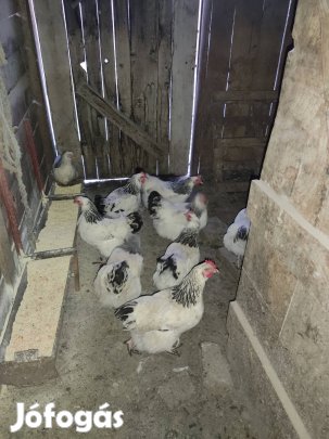 Sussex tojás eladó! posta nincs