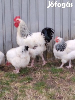 Sussex tojás keltetésre!