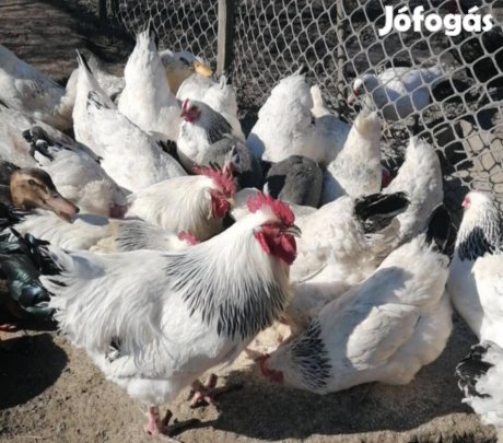 Sussex tojás keltetni