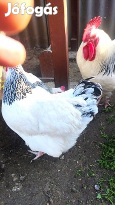 Sussex tojás tenyésztojás eladó