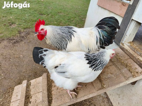 Sussex tojótyúkok Június eleji elvitellel eladóak!