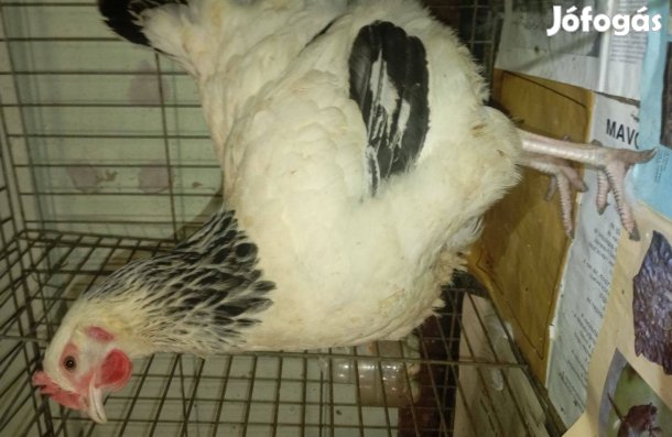 Sussex trió eladó vagy cserélhető