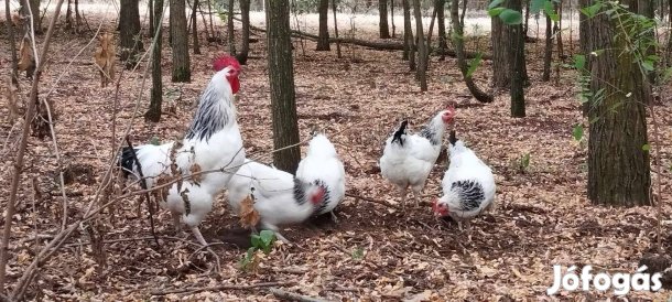 Sussex tyúkoktól keltetésre tojás eladó!