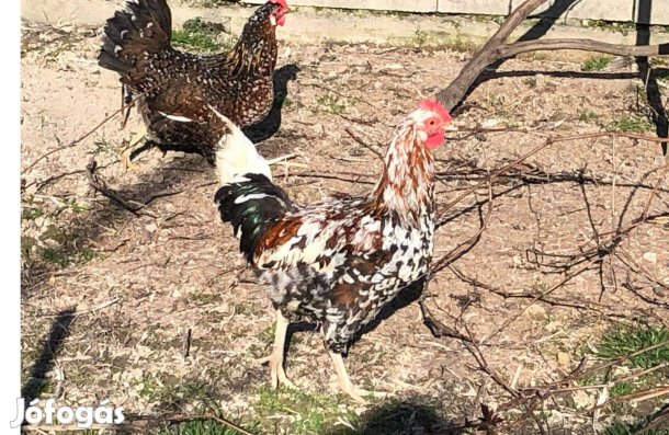 Svéd virág kakas eladó