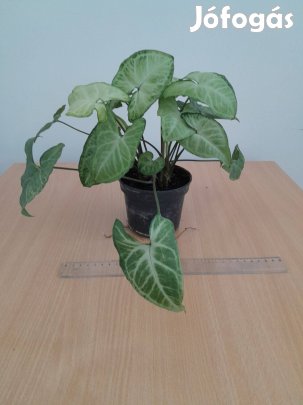 Syngonium nyíllevél