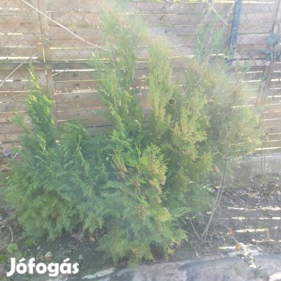 Szabad földi tuják k.b. 1 méteresek