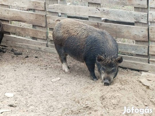 Szabadban nevelt malacok eladók