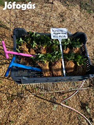 Szabadgyökeres Korona eper palánta