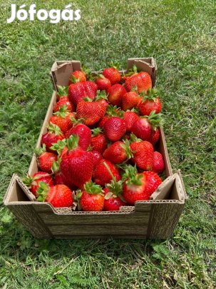 Szabadgyökeres Korona eperpalánta