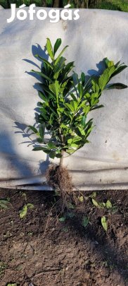Szabadgyökeres babérmeggy