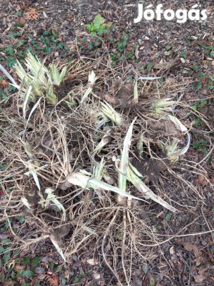 Szabadgyökeres csíkoslevelű kék virágú irisz nőszirom