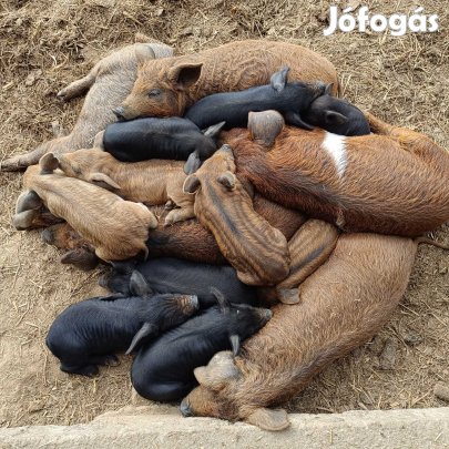 Szabadon nevelt malacok, süldők foglalhatók