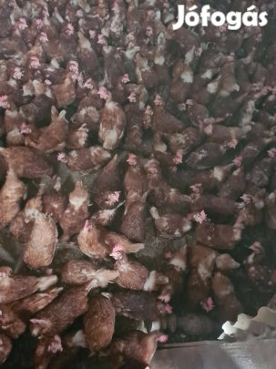 Szabadon tartott Vörös aktív tojók