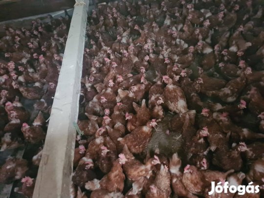 Szabadon tartott Vörös aktív tojók